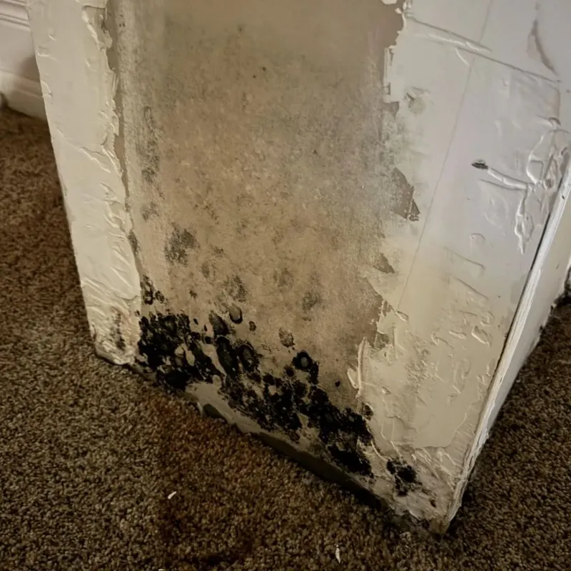 Professional Mold Removal in Granville South, OH